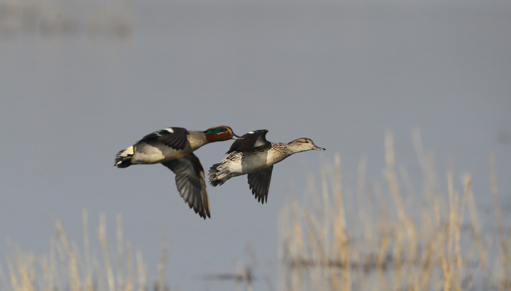 Quel est le plus petit des canards ?